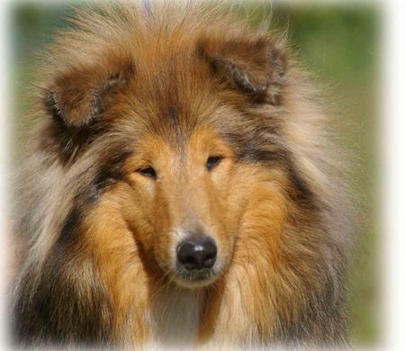 Langhaarcollie Hunde Foto 35952 Langhaarcollie Prince oif Sunlight Quenchless Love zobel -weiss rüde