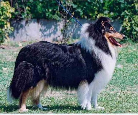 Langhaarcollie Prince oif Sunlight Black Hurrican tricolor hündin