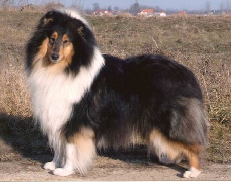 Langhaarcollie Hunde Foto 35958 Langhaarcollie Prince oif Sunlight Love at First Sight tricolor hündin