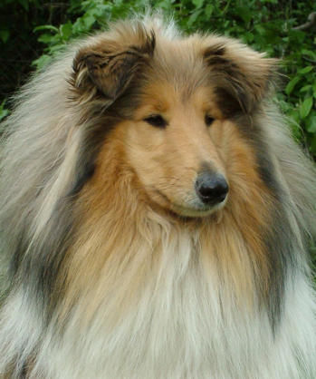 Langhaarcollie Hunde Foto 35955 Langhaarcollie Prince oif Sunlight Orchidea Zobel-Weiss hündin