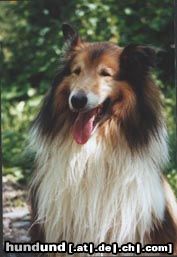 Langhaarcollie Quentin vom Heidegarten
