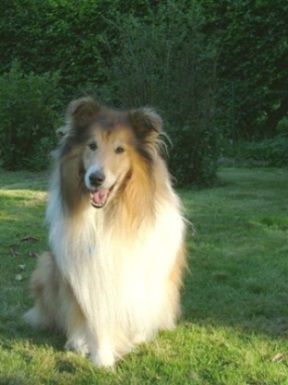 Langhaarcollie Hunde Foto 40266 in höherer Auflösung ansehen Langhaarcollie Collierüde 8 1/2 Jahre