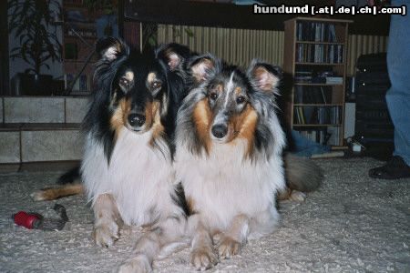 Langhaarcollie Hunde Foto 18972 in höherer Auflösung ansehen Langhaarcollie Sandro und Maya