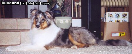 Langhaarcollie Hunde Foto 16870 in höherer Auflösung ansehen Langhaarcollie Meine Prinzessin Maya