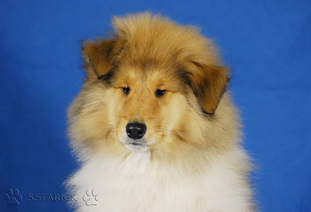 Langhaarcollie Hunde Foto 36965 in höherer Auflösung ansehen Langhaarcollie Anakin Skywalker 11 Wochen alt