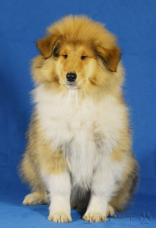 Langhaarcollie Hunde Foto 36966 in höherer Auflösung ansehen Langhaarcollie Anakin Skywalker 11 Wochen alt
