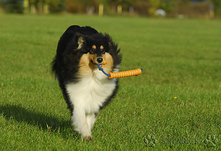 Langhaarcollie Sunny