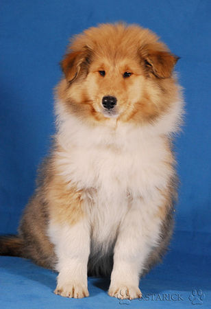 Langhaarcollie Hunde Foto 36974 in höherer Auflösung ansehen Langhaarcollie Acky 11 Wochen alt