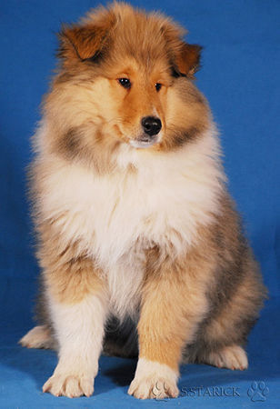 Langhaarcollie Hunde Foto 36978 in höherer Auflösung ansehen Langhaarcollie Ice Age 11 Wochen alt