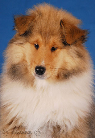 Langhaarcollie Hunde Foto 36981 in höherer Auflösung ansehen Langhaarcollie Ice Age 11 Wochen alt