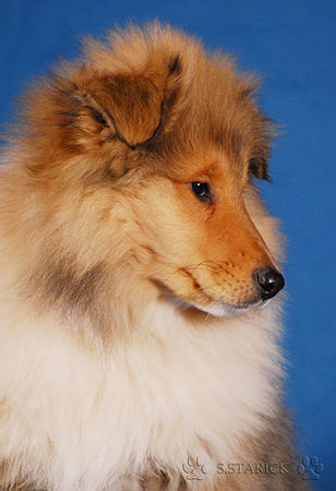 Langhaarcollie Hunde Foto 36982 in höherer Auflösung ansehen Langhaarcollie Ice Age 11 Wochen alt