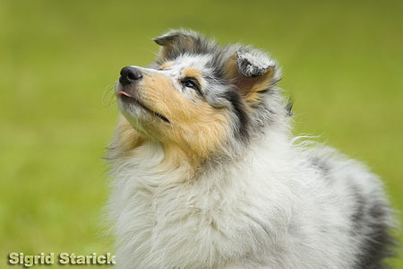 Langhaarcollie Silver