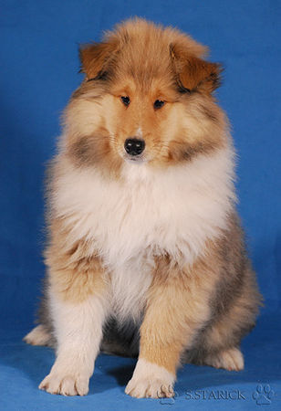 Langhaarcollie Hunde Foto 36983 in höherer Auflösung ansehen Langhaarcollie Ice Age 11 Wochen alt