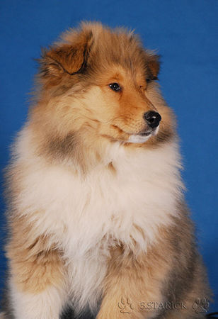 Langhaarcollie Hunde Foto 36985 in höherer Auflösung ansehen Langhaarcollie Ashley 11 Wochen alt