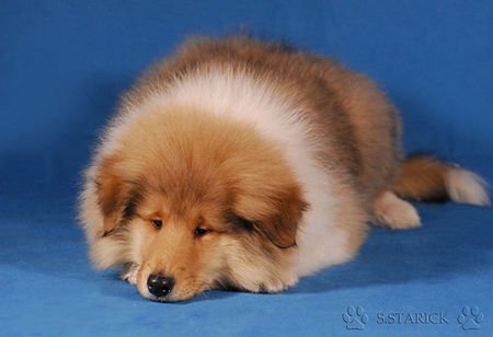 Langhaarcollie Hunde Foto 36986 in höherer Auflösung ansehen Langhaarcollie Ashley 11 Wochen alt
