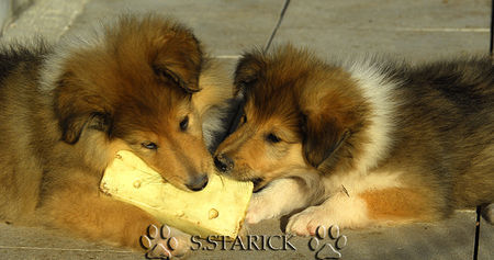 Langhaarcollie Hunde Foto 34193 in höherer Auflösung ansehen Langhaarcollie Der Käse schmecht aber komisch