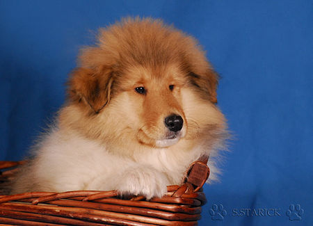 Langhaarcollie Hunde Foto 36992 in höherer Auflösung ansehen Langhaarcollie Ashley 11 Wochen alt