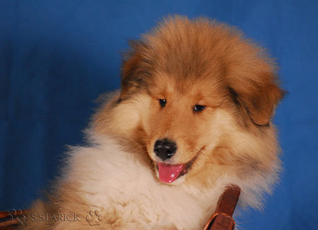 Langhaarcollie Hunde Foto 36994 in höherer Auflösung ansehen Langhaarcollie Ashley 11 Wochen alt