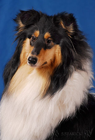 Langhaarcollie Hunde Foto 36995 in höherer Auflösung ansehen Langhaarcollie Sunny