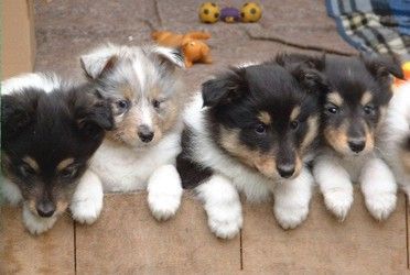 Langhaarcollie Hunde Foto 29698 in höherer Auflösung ansehen Langhaarcollie wir wollen Raus