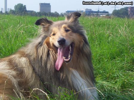 Langhaarcollie Hunde Foto 24880 Langhaarcollie Lyka