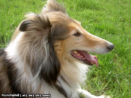 Langhaarcollie Hunde Foto 14396 Langhaarcollie Collie Anka an einem schönen Sommertag