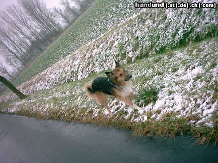 Langhaarcollie Hunde Foto 19601 Langhaarcollie basko, mein colli schäferhund mix