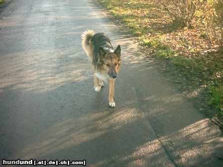 Langhaarcollie Hunde Foto 19602 Langhaarcollie basko, mein colli schäferhund mix