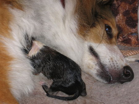 Langhaarcollie Hunde Foto 41659 in höherer Auflösung ansehen Langhaarcollie Geburt
