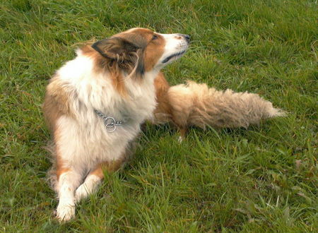 Langhaarcollie bele 