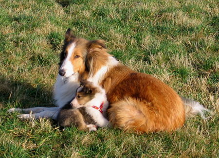 Langhaarcollie Collies vom Hof Marcardsmoor