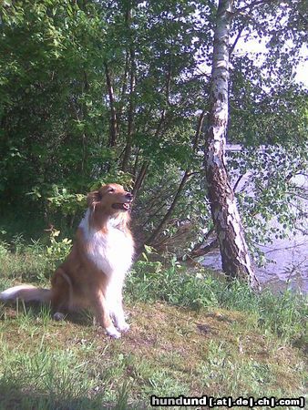 Langhaarcollie Basy vom Colliehof Family (amerk. Line Collie)