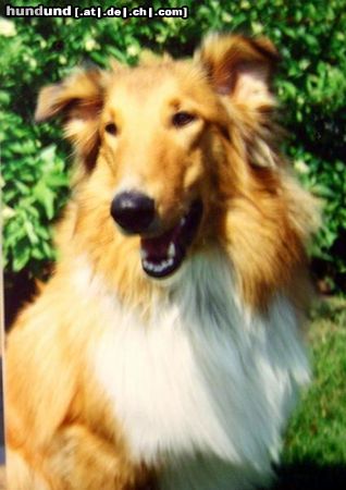 Langhaarcollie Hunde Foto 46055 in höherer Auflösung ansehen Langhaarcollie Bessy