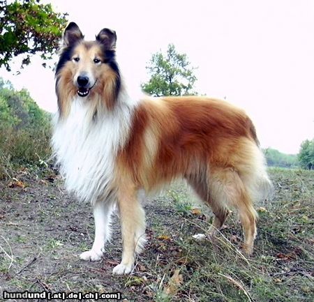 Langhaarcollie