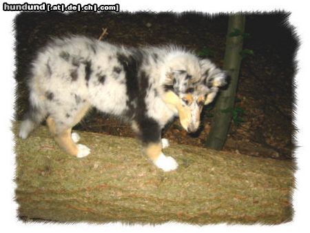 Langhaarcollie Hunde Foto 4477 Langhaarcollie Dreamgirl in blue of Kingly Shine ~Bounty~