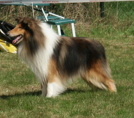 Langhaarcollie Hunde Foto 29722 in höherer Auflösung ansehen Langhaarcollie
