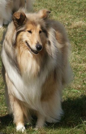 Langhaarcollie Hunde Foto 29723 in höherer Auflösung ansehen Langhaarcollie
