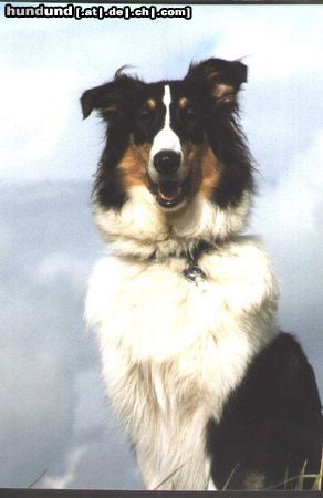 Langhaarcollie Hunde Foto 11157 Langhaarcollie Candy amerk. Collie (hier ca. 1,5 Jahre alt)