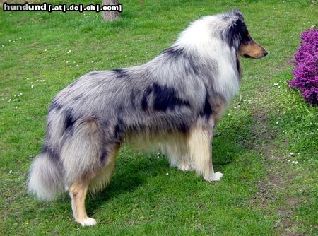 Langhaarcollie Hunde Foto 13453 Langhaarcollie Blue Cloud Dancing of Kingly Shine