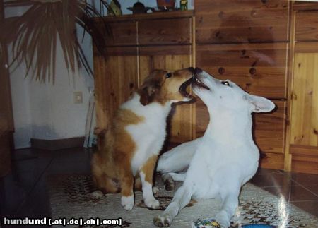 Langhaarcollie Rufname Bessy, amerik. line Collie