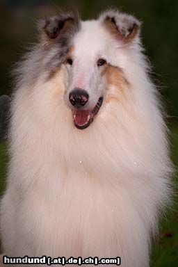 Langhaarcollie Hunde Foto 12830 Langhaarcollie Clarence