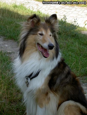 Langhaarcollie Hunde Foto 14395 Langhaarcollie Collie Anka bewacht die Umgebung Aug 04