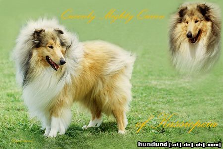Langhaarcollie Hunde Foto 13184 Langhaarcollie Sable Collie Rüde