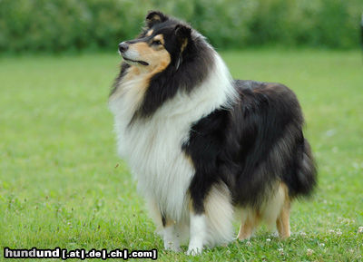 Langhaarcollie Hunde Foto 24580 in höherer Auflösung ansehen Langhaarcollie Tricolour Colliehündin Fancy, Besitzer Sabine Meyer