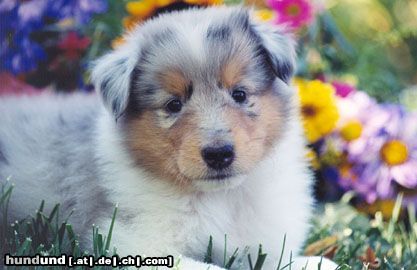 Langhaarcollie Hunde Foto 12831 Langhaarcollie ein Colliebaby
