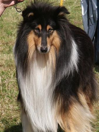 Langhaarcollie Hunde Foto 29717 in höherer Auflösung ansehen Langhaarcollie