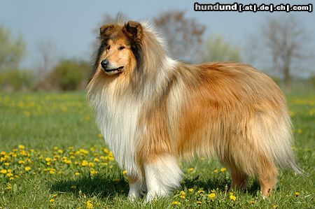 Langhaarcollie Hunde Foto 20999 in höherer Auflösung ansehen Langhaarcollie Dick van Dyke v. Old Tom