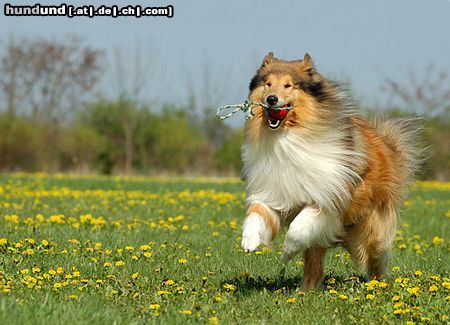 Langhaarcollie Hunde Foto 21000 in höherer Auflösung ansehen Langhaarcollie Dick van Dyke v. Old Tom