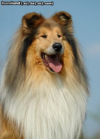 Langhaarcollie Hunde Foto 21001 in höherer Auflösung ansehen Langhaarcollie Dick van Dyke v. Old Tom