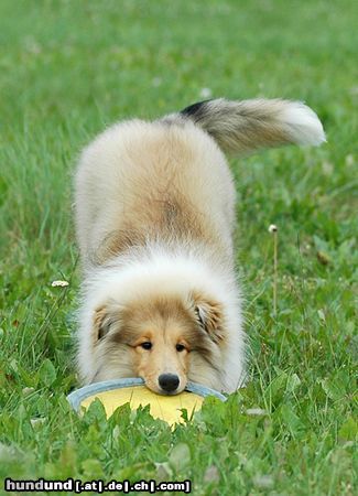 Langhaarcollie Hunde Foto 23638 in höherer Auflösung ansehen Langhaarcollie Franzi